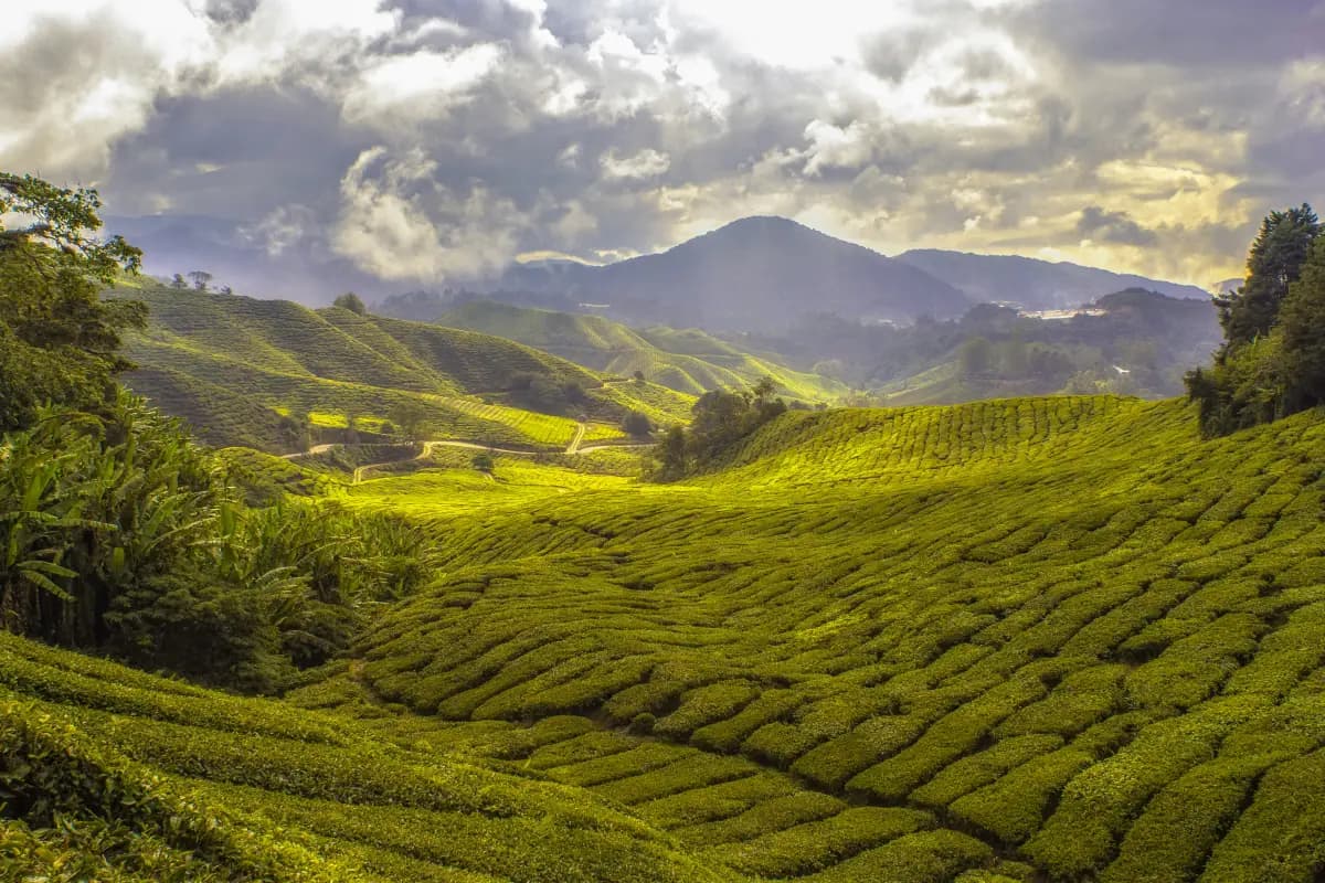 Plantations de thé des Cameron Highlands, en Malaisie